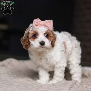 Daisy/Cockapoo									Puppy/Female	/7 Weeks,Meet the most darling F1B Cockapoo named Daisy! This girl is the definition of sweet and lovable—always ready to greet people with tail wags and snuggles. She has a playful side too, especially when there’s a toy involved or a new spot to explore. With her soft, wavy coat and warm eyes, she knows exactly how to melt hearts. Whether it’s joining in on adventures or curling up for a cozy nap, this little one may just be the perfect little sidekick for your family!